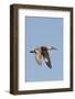 Female Northern Shoveler Duck in Flight-Hal Beral-Framed Photographic Print