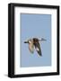 Female Northern Shoveler Duck in Flight-Hal Beral-Framed Photographic Print