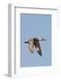 Female Northern Shoveler Duck in Flight-Hal Beral-Framed Photographic Print