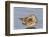 Female Northern Shoveler Duck Resting in the Water-Hal Beral-Framed Photographic Print