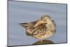 Female Northern Shoveler Duck Resting in the Water-Hal Beral-Mounted Photographic Print