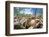 Female Nursery web spider carrying egg sac, Peak District, UK-Alex Hyde-Framed Photographic Print