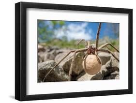 Female Nursery web spider carrying egg sac, Peak District, UK-Alex Hyde-Framed Photographic Print