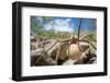 Female Nursery web spider carrying egg sac, Peak District, UK-Alex Hyde-Framed Photographic Print