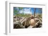 Female Nursery web spider carrying egg sac, Peak District, UK-Alex Hyde-Framed Photographic Print