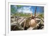 Female Nursery web spider carrying egg sac, Peak District, UK-Alex Hyde-Framed Photographic Print