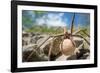 Female Nursery web spider carrying egg sac, Peak District, UK-Alex Hyde-Framed Photographic Print