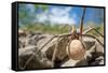 Female Nursery web spider carrying egg sac, Peak District, UK-Alex Hyde-Framed Stretched Canvas