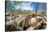 Female Nursery web spider carrying egg sac, Peak District, UK-Alex Hyde-Stretched Canvas