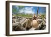 Female Nursery web spider carrying egg sac, Peak District, UK-Alex Hyde-Framed Photographic Print