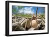 Female Nursery web spider carrying egg sac, Peak District, UK-Alex Hyde-Framed Photographic Print