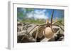 Female Nursery web spider carrying egg sac, Peak District, UK-Alex Hyde-Framed Photographic Print