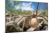Female Nursery web spider carrying egg sac, Peak District, UK-Alex Hyde-Mounted Photographic Print