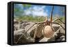 Female Nursery web spider carrying egg sac, Peak District, UK-Alex Hyde-Framed Stretched Canvas