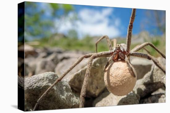 Female Nursery web spider carrying egg sac, Peak District, UK-Alex Hyde-Stretched Canvas