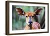 Female Nyala (Tragelaphus angasii), Mkhaya Game Reserve, Swaziland, Africa-Christian Kober-Framed Photographic Print