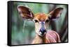 Female Nyala (Tragelaphus angasii), Mkhaya Game Reserve, Swaziland, Africa-Christian Kober-Framed Stretched Canvas