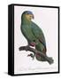 Female of the Douro-Couraou Parrot-Jacques Barraband-Framed Stretched Canvas