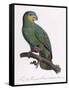 Female of the Douro-Couraou Parrot-Jacques Barraband-Framed Stretched Canvas