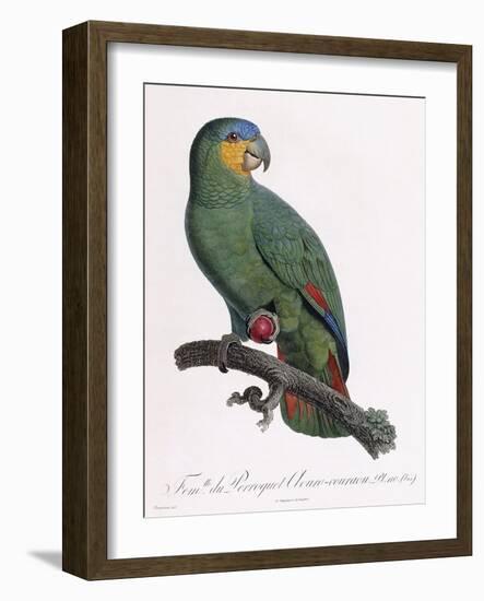 Female of the Douro-Couraou Parrot-Jacques Barraband-Framed Giclee Print