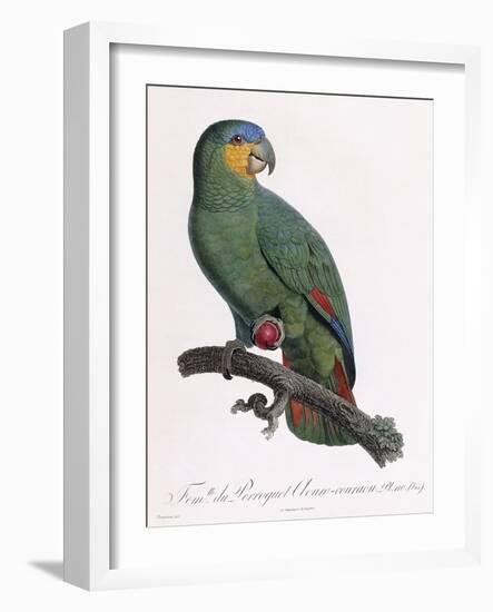 Female of the Douro-Couraou Parrot-Jacques Barraband-Framed Giclee Print