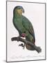 Female of the Douro-Couraou Parrot-Jacques Barraband-Mounted Giclee Print