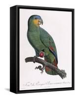 Female of the Douro-Couraou Parrot-Jacques Barraband-Framed Stretched Canvas