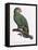 Female of the Douro-Couraou Parrot-Jacques Barraband-Framed Stretched Canvas