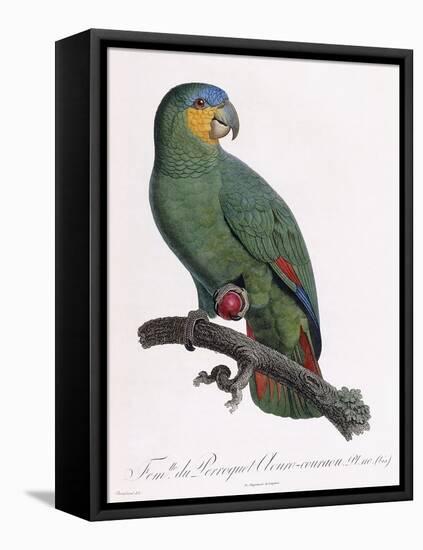 Female of the Douro-Couraou Parrot-Jacques Barraband-Framed Stretched Canvas