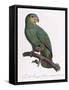 Female of the Douro-Couraou Parrot-Jacques Barraband-Framed Stretched Canvas