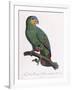 Female of the Douro-Couraou Parrot-Jacques Barraband-Framed Giclee Print