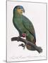 Female of the Douro-Couraou Parrot-Jacques Barraband-Mounted Giclee Print