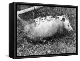 Female Opossum with Young-null-Framed Stretched Canvas