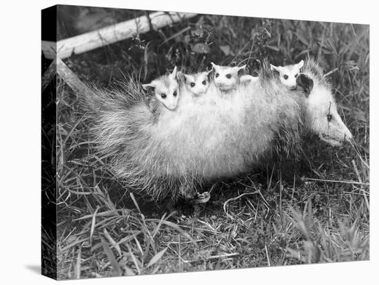 Female Opossum with Young-null-Stretched Canvas