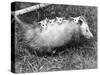 Female Opossum with Young-null-Stretched Canvas