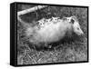 Female Opossum with Young-null-Framed Stretched Canvas