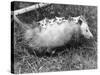 Female Opossum with Young-null-Stretched Canvas