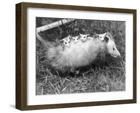 Female Opossum with Young-null-Framed Photographic Print