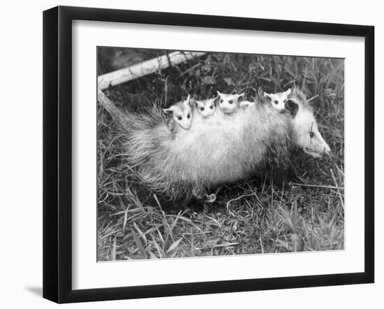 Female Opossum with Young-null-Framed Photographic Print