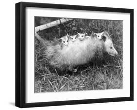 Female Opossum with Young-null-Framed Photographic Print