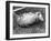 Female Opossum with Young-null-Framed Photographic Print