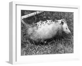 Female Opossum with Young-null-Framed Photographic Print