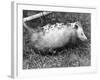 Female Opossum with Young-null-Framed Photographic Print