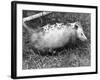 Female Opossum with Young-null-Framed Photographic Print