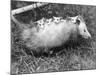 Female Opossum with Young-null-Mounted Photographic Print