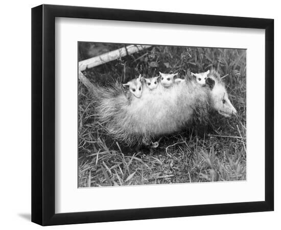 Premium Photographic Print, , large