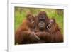 Female Orang Utan sitting, holding two young-Edwin Giesbers-Framed Photographic Print