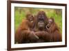 Female Orang Utan sitting, holding two young-Edwin Giesbers-Framed Photographic Print