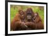 Female Orang Utan sitting, holding two young-Edwin Giesbers-Framed Photographic Print