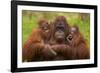 Female Orang Utan sitting, holding two young-Edwin Giesbers-Framed Photographic Print